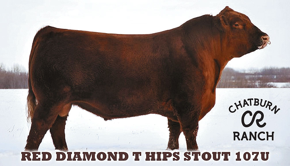 chatburn_ranch_red_angus_bulls_red_diamond-t-hips-stout-107u